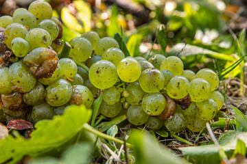 Cluster of fallen ripe and rotten green vine grapes lying on the ground, providing food for wild...