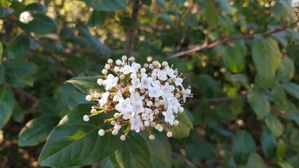 Les Petites Aiguières