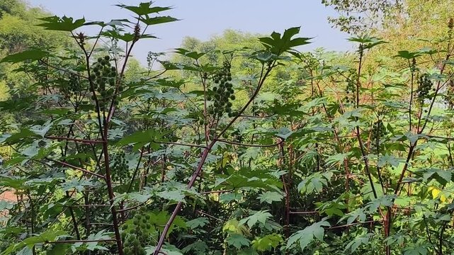 The castor plant is full