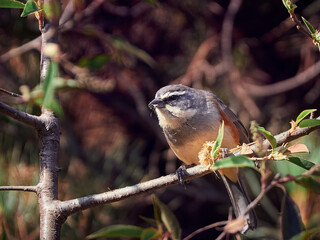 Small Wild Bird Perched on a Tree Branch in Nature