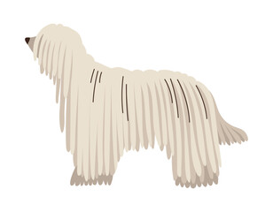 Cute Puli dog standing. Pet animal, breed. Isolated flat vector illustration