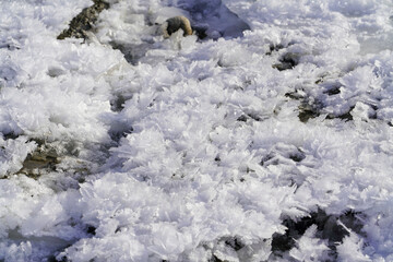 Snow Crystal Flowers