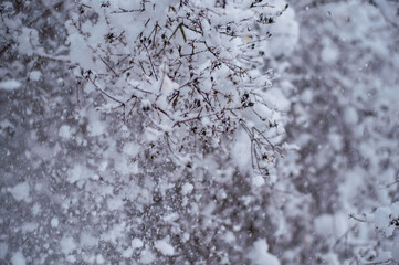 Capturing the serene beauty of nature, these trees are beautifully covered in frosty snow, creating a winter wonderland.
