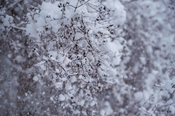 Capturing the serene beauty of nature, these trees are beautifully covered in frosty snow, creating a winter wonderland.
