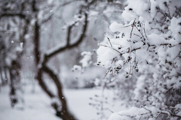 Capturing the serene beauty of nature, these trees are beautifully covered in frosty snow, creating a winter wonderland.
