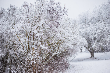 Atmospheric winter view with frost covered tree branches and dry plants in forest on blurred background during snowfall.