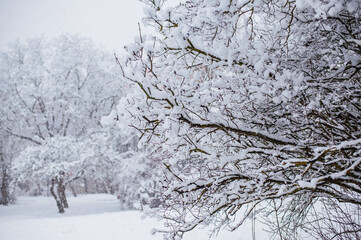 Majestic snow-laden trees stand tall in Swedish Lapland.Trees in the snow. Ukraine Carpathians. Winter landscapes.