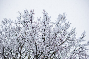
Snow-covered plants in winter forest during snowfall. Macro image, shallow depth of field. Winter nature background.