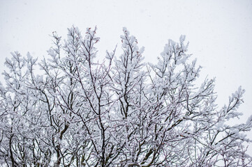 
Snow-covered plants in winter forest during snowfall. Macro image, shallow depth of field. Winter nature background.