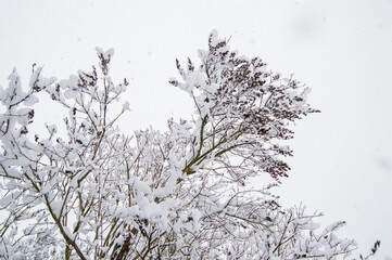 Obraz premium Snow-covered tree bushes. Tree branches are covered with snow snowflakes. Winter 2025 Ukraine