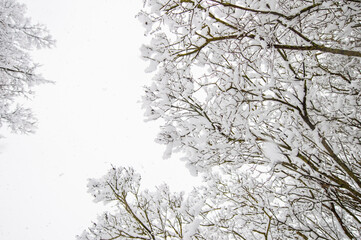 Winter landscape, snow, cold. Trees covered with snow