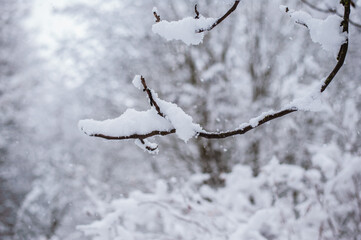 Tree branches covered with white frost against a white sky. Winter.