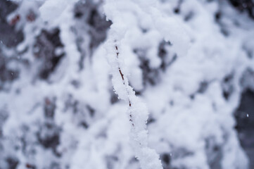 Winter city. Snow Covered Tree Branches 