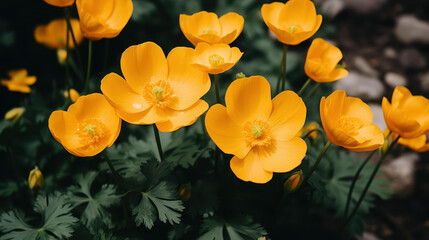 Fototapeta premium Bright yellow buttercup flowers bloom against a lush green backdrop, showcasing natures vibrant beauty.