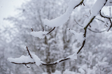 Tree branches covered with white frost against a white sky. Winter.