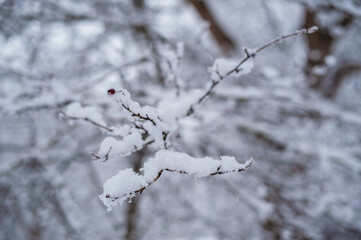 Snow winter landscape. Frozen branches of bushes and trees.