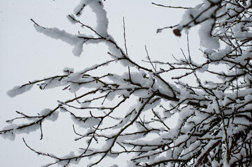 Winter landscape, snow, cold. Trees covered with snow. Cold atmosphere
