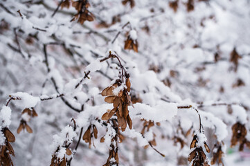 Birch twigs covered with frozen snow with orange leaves during winter close up gently swaying in breeze
