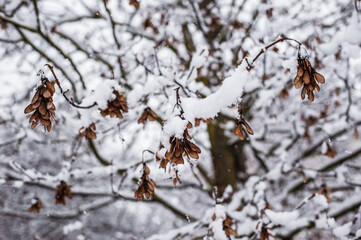 first snow is covering on tree leaves branches on tree in winter time.Tree branches among forest mountain on the background of snowfall heavy snow falling.Flakes of snow falling down winter landscape