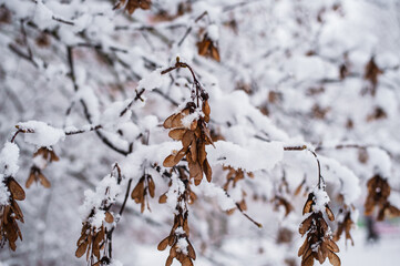 first snow is covering on tree leaves branches on tree in winter time.Tree branches among forest mountain on the background of snowfall heavy snow falling.Flakes of snow falling down winter landscape