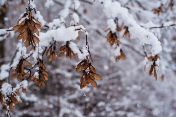 Winter landscape with frozen tree leaves.