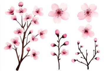 Fototapeta premium Set of watercolor flowers with pink petals