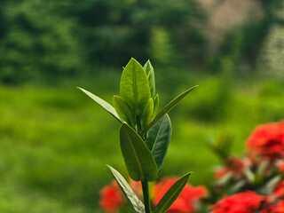A close-up of fresh green leaves sprouting from a plant with a blurred natural background
