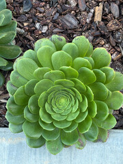 Fototapeta premium cactus in the garden