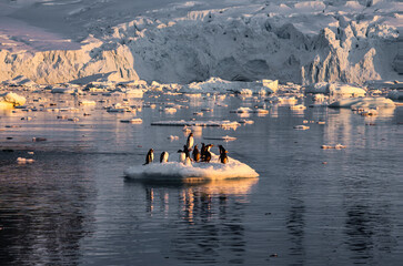 Antarctic penguins on ice floe, icy landscape.