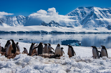 Antarctic penguins on icy Antarctic Peninsula.