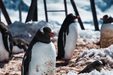 Obraz premium Antarctic penguins on icy Antarctic Peninsula.