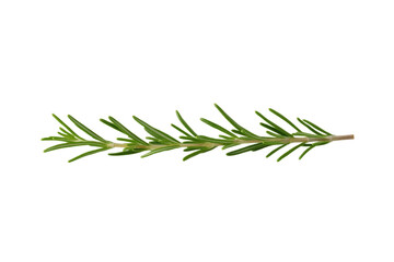 Fototapeta premium Long green herb with a white background, isolated