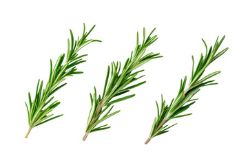 Fototapeta premium Three green rosemary stems are shown in a row, isolated