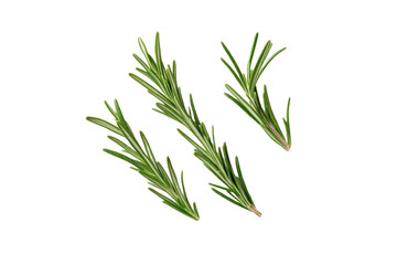 Fototapeta premium Three green rosemary stems are shown on a white background, isolated