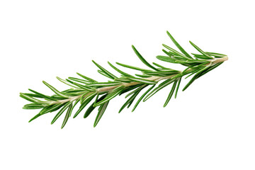 Long green herb with a white background, isolated