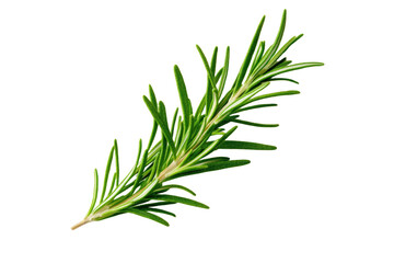 Fototapeta premium Green leafy plant with a long stem, isolated