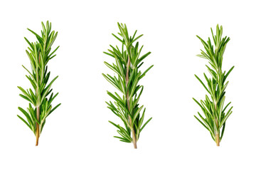 Three green plants with long stems, isolated