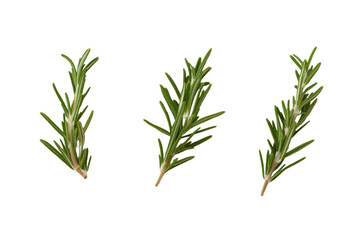 Fototapeta premium Three green leaves of rosemary are shown in a row, isolated