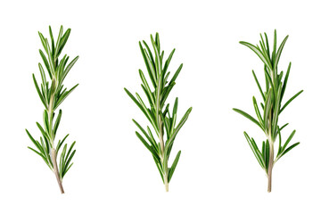 Fototapeta premium Three green leaves of a plant, isolated