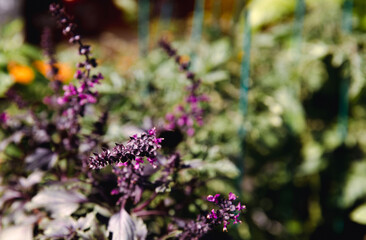 Obraz premium Purple basil flowers in sunny garden setting