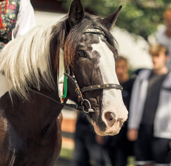 Majestic black and white horse with bridle in outdoor setting