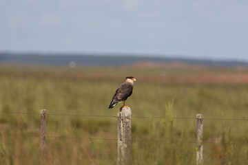 Crested caracara on fence post