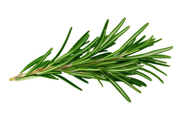 Green herb with a long stem, isolated