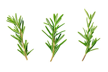 Obraz premium Three green leaves of a plant, isolated