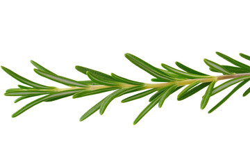 Long green leafy plant with a stem, isolated