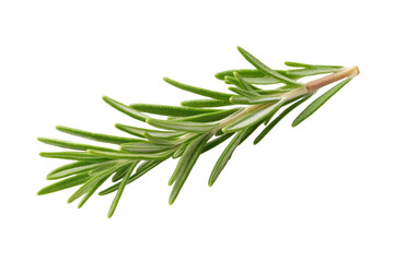 Green leafy plant with a long stem, isolated