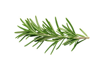 Fototapeta premium Green leafy plant with a long stem, isolated