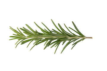 Fototapeta premium Long green leaf of rosemary, isolated