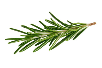 Fototapeta premium Green leafy plant with a long stem, isolated