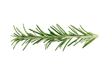 Long green herb with a pointed tip, isolated